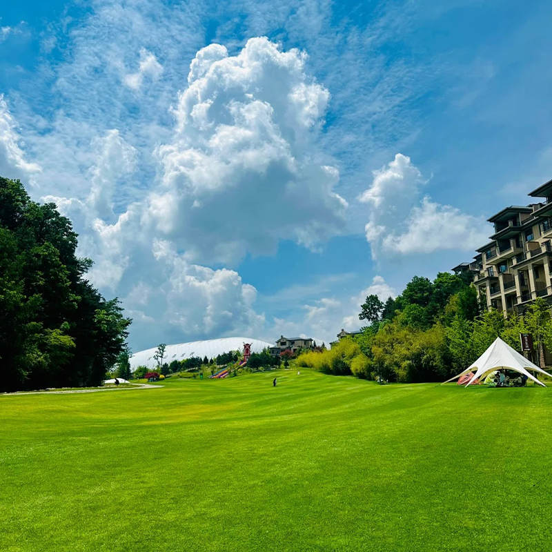 Evergreen Dwarf Grass Seed